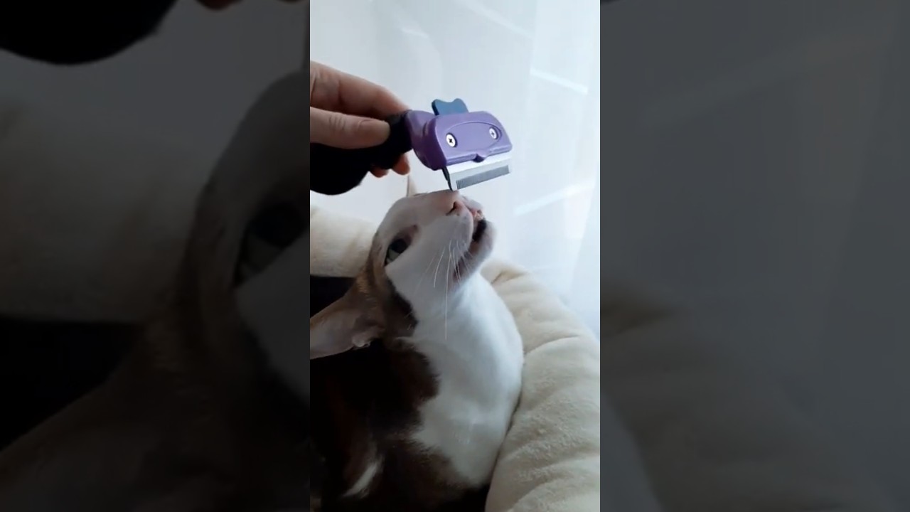 КОТ-ОРИЕНТАЛ: ЧЕСАТЬ НЕЛЬЗЯ ГЛАДИТЬ 😺 