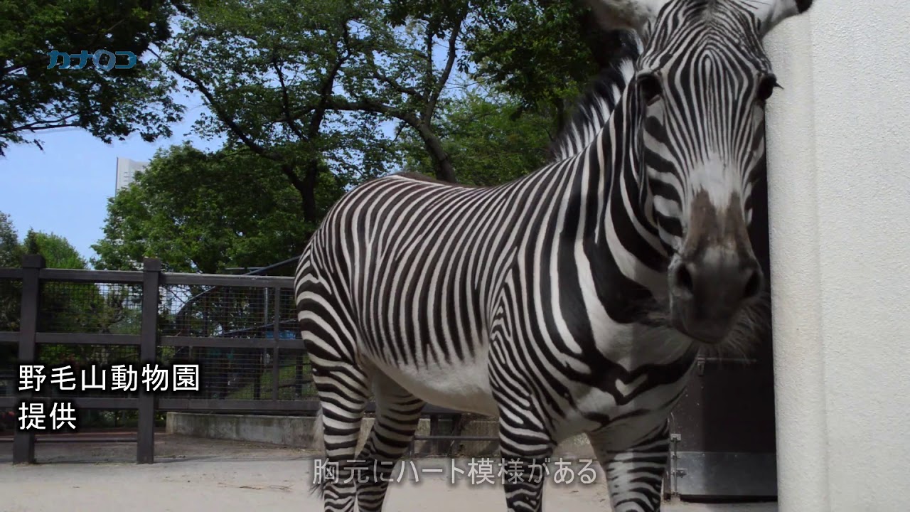 野毛山動物園のグレビーシマウマのココロ 神奈川新聞 カナロコ Youtube