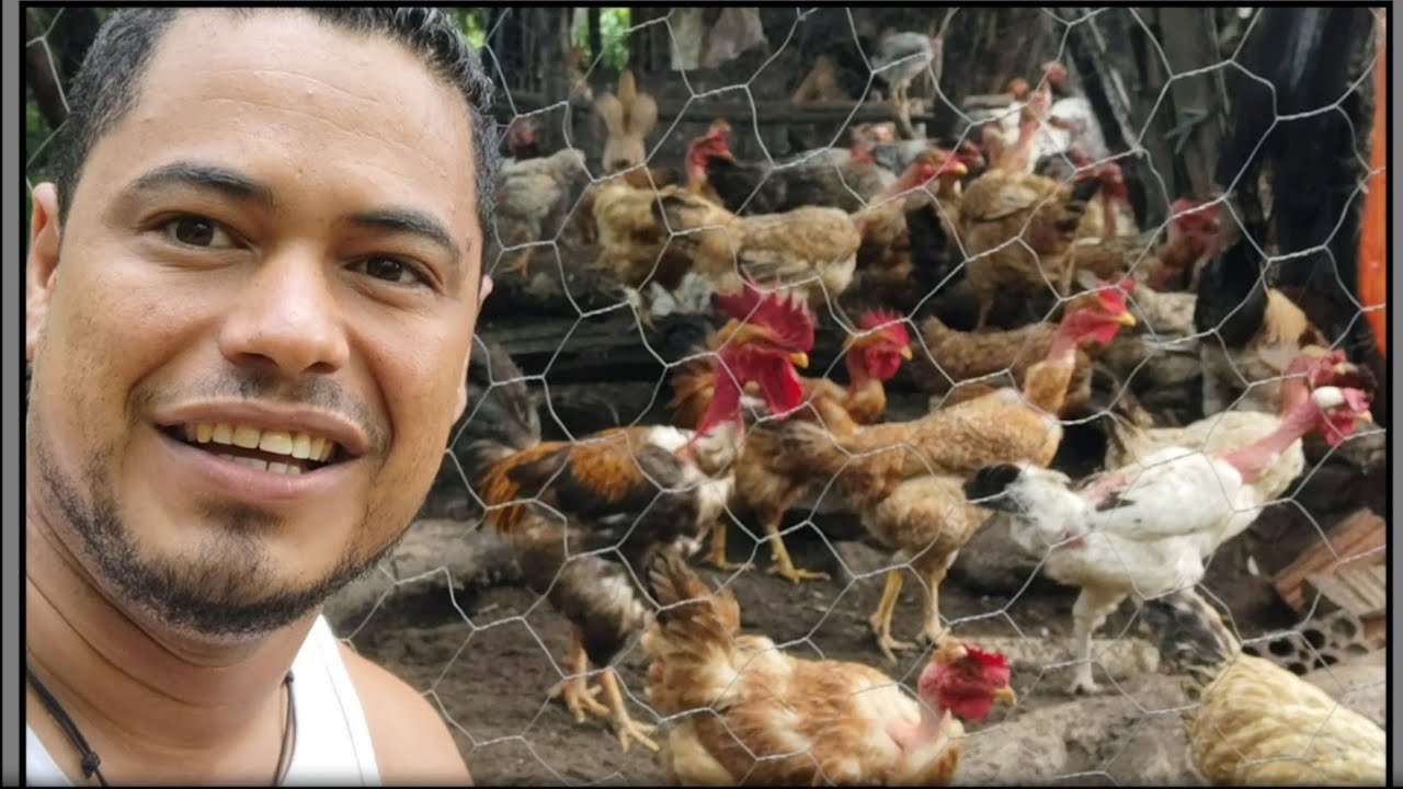 Criação de galinha mestiça label rouge com Embrapa 051 e caipira 😍