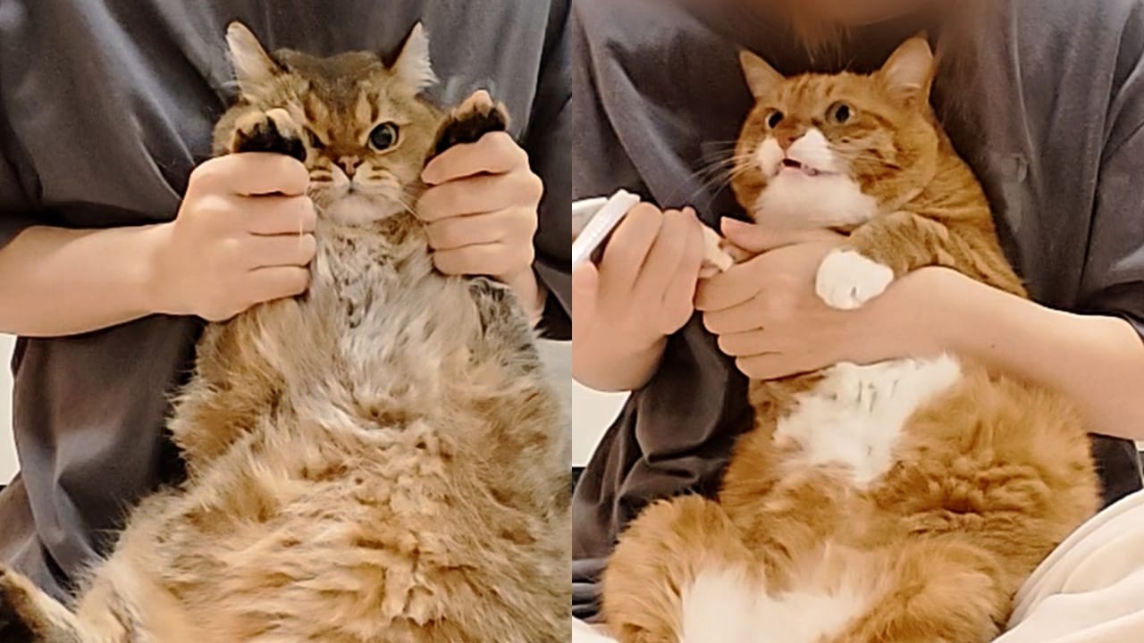 “没有冻干的话，我们就不跟你最最好了！”