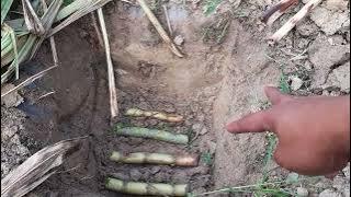 Potensi tanaman tebu telur