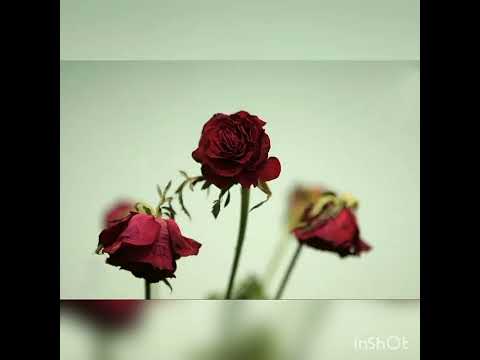 Zamon yomon dema