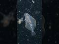 The volcano tonguefish is one of the strangest deep-sea fish ever found.