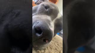 Blue Dog Old School Beats Aussie Blue Staffy