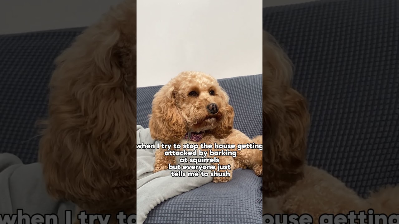 Just trying to protect! 