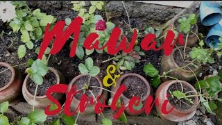 kebun depan rumah penuh dengan bunga mawar, stroberi❗indahnya berkebun buah dan sayur di rumah