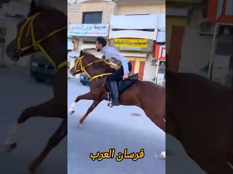 ماشاءالله فرسان لبنان والعرب فرس خيل حصان Horse Cheval