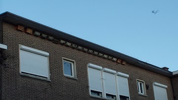 Swifts (Apus apus) Gierzwaluwen in Leuven 29-06-2019