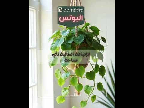 افضل 10 نباتات منزلية سهلة العناية بها
