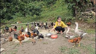 The hardworking country girl sells ginger and builds geese enclosures.