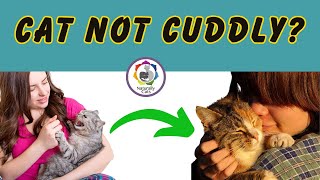 Why won't my cat cuddle me - 6 reasons they stay away by Naturally Cats - Help for anxious cats & humans 179 views 2 weeks ago 15 minutes