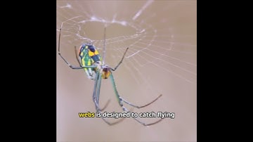 The Intricate Webs of Orb-Weaver Spiders
