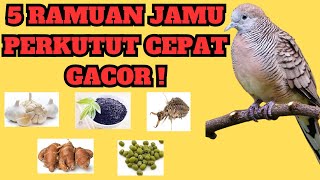 5 Jamu Yang Bikin Perkutut Cepat Manggung & Birahi !