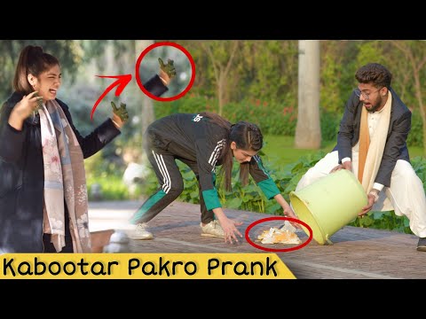 Grab My Pigeon Prank | Prank in Pakistan