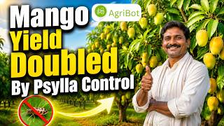 Mango Yield Doubled By Psylla Control Success Stories