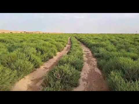 سجة يوم الأربعاء ١٤٤٤ ١١ ١١ جهة الخابية 1