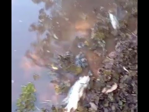Vídeo: Na Região De Smolensk, No Rio Dnieper, Um Peixe Ou Animal Incompreensível Foi Filmado - Visão Alternativa