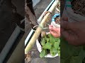 Cheap and Easy Rooftop Bamboo Trellis 🌱 #gardening #diy #shorts #farming #greenrooftop #agriculture