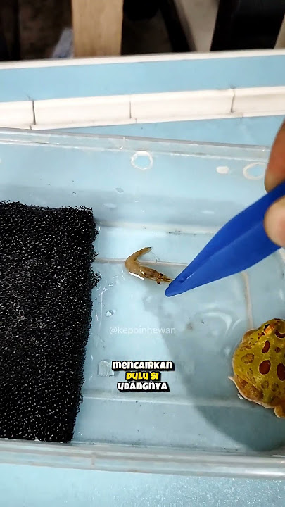 Kodok Pacman Makan Udang #shorts