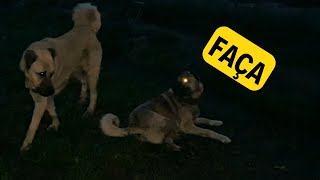 Kobra Façadan Korkuyor Mu? Neden Si̇ni̇rlendi̇m