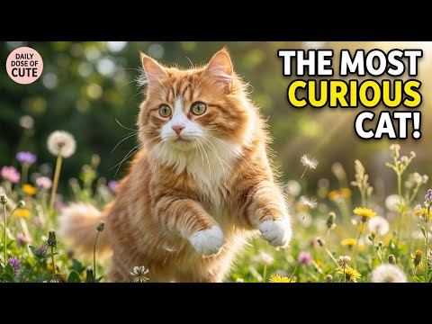 Everything You Need to Know About Cats! (3.5 Hour Deep Dive)