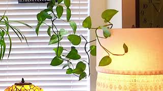 Your Quick Stress-Free Zone Using Nature's Power |  Pothos Grow Bushy In Small Pot