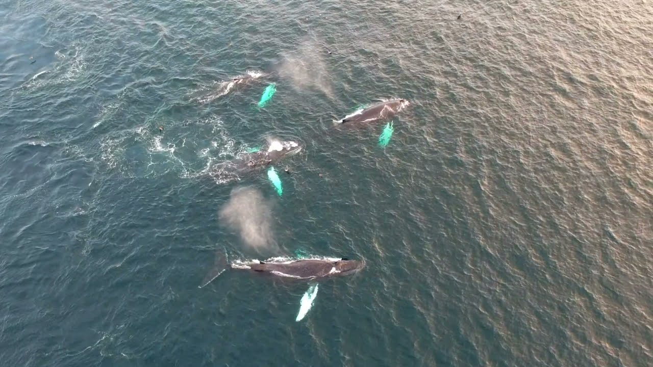 Epic Drone Footage of Humpback Whales off Cape Cod