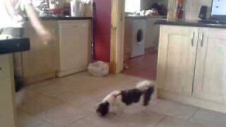 Shufflingp