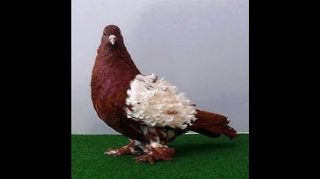 my favourite 🇮🇳4 fancy pigeon jecobin 😘#shorts #viral #trending #tiktok #shortvideo