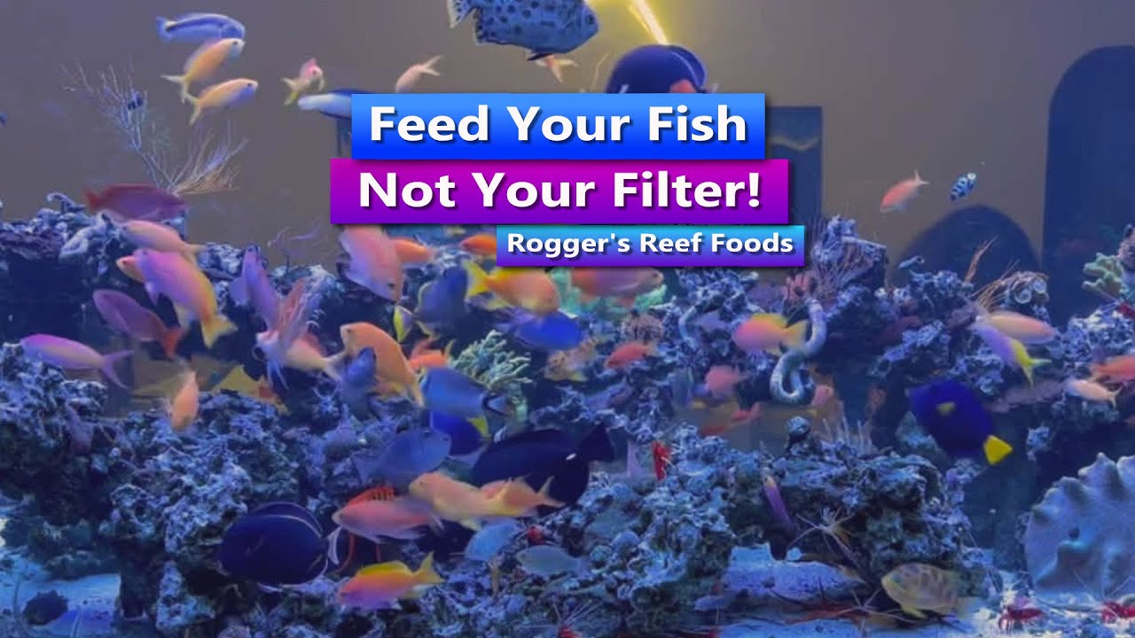 Feed Your Fish.. Not your Filter! Live w/ Danny from Rogger;s Reef Foods