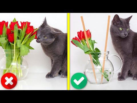 Cute And Smart Pet Hacks, DIY Crafts And Gadgets That Will Warm Your Heart