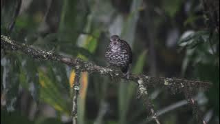 Masteran burung lomba,, tembakan nya pedes bikin juri TERPESONA😀😀