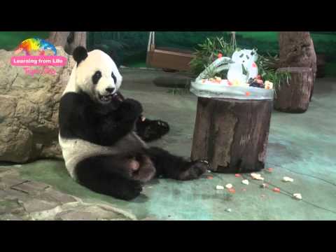 團圓11歲慶生，吃相大不同!Giant Panda Tuan  Tuan  and Yuan Yuan's 11-Year-Old Birthday Party