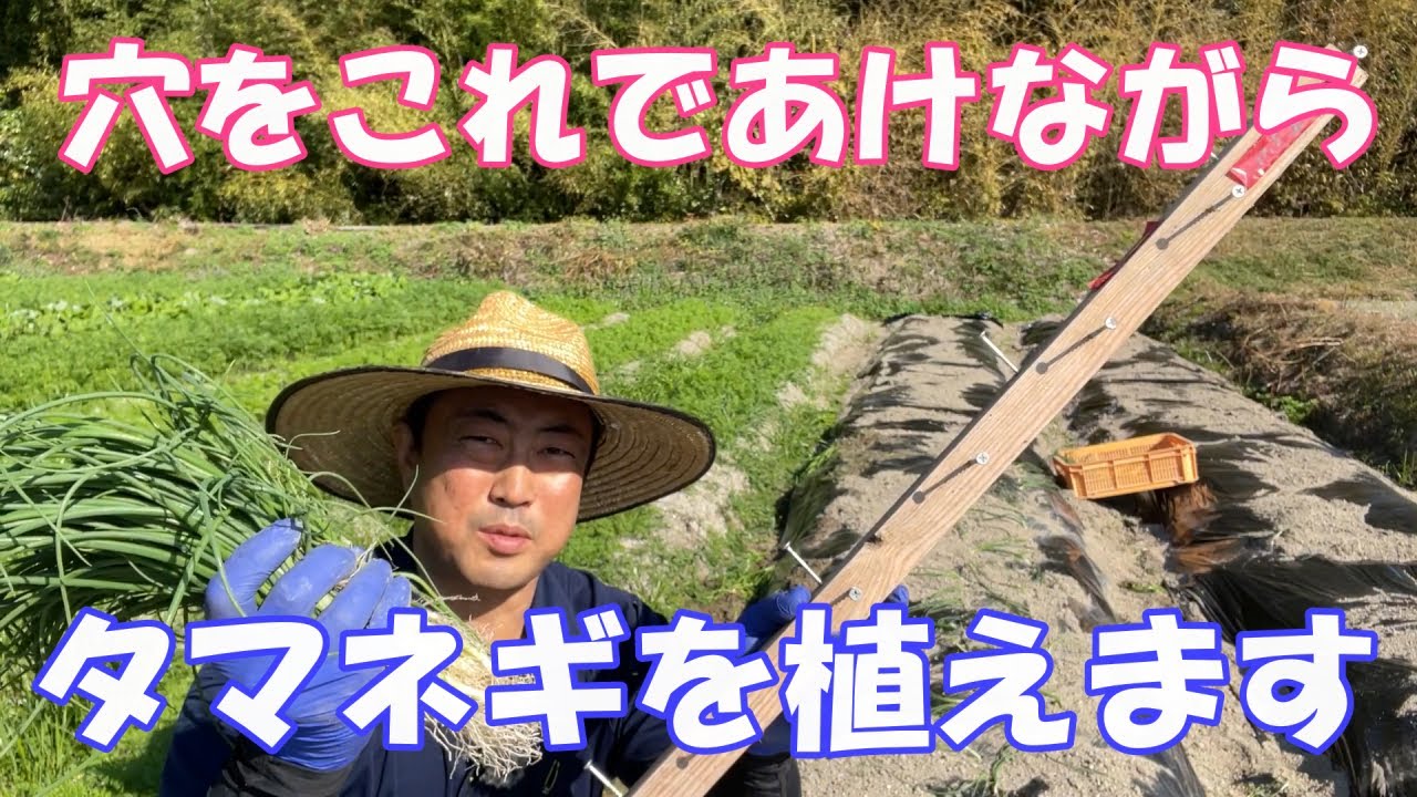 タマネギは自作マルチ穴あけ機であけながら植えます。ただマルチの下に