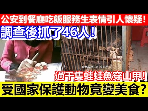 🔴公安到餐廳吃飯服務生表情引人懷疑！調查後抓了46人！受國家保護動物竟變美食？過千隻蛙蛙魚穿山甲！｜CC字幕｜Podcast｜日更頻道