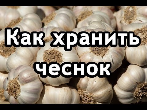 Как хранить капусту