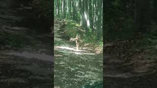 Farkaskölyök A Bükkben