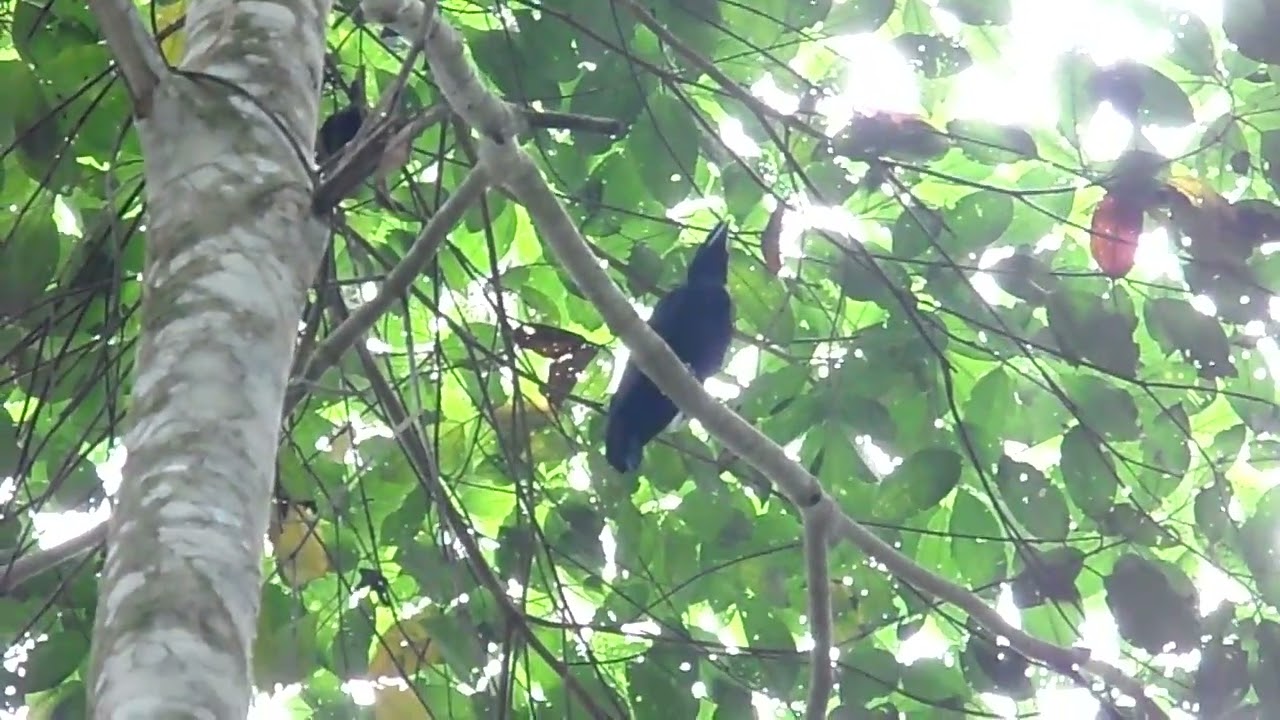 Long-wattled Umbrellabird, Cephalopterus penduliger, Botrosa Rd, Ecuador, 16 Dec 2012