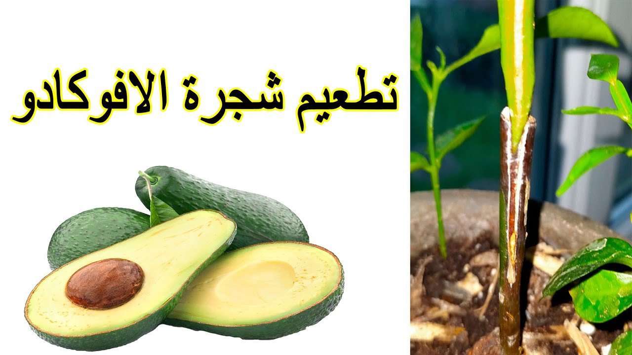 طريقة تطعيم شجرة الافوكادو