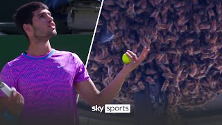 Swarm of BEES SUSPENDS Carlos Alcaraz's match with Alexander Zverev at Indian Wells 🐝😲