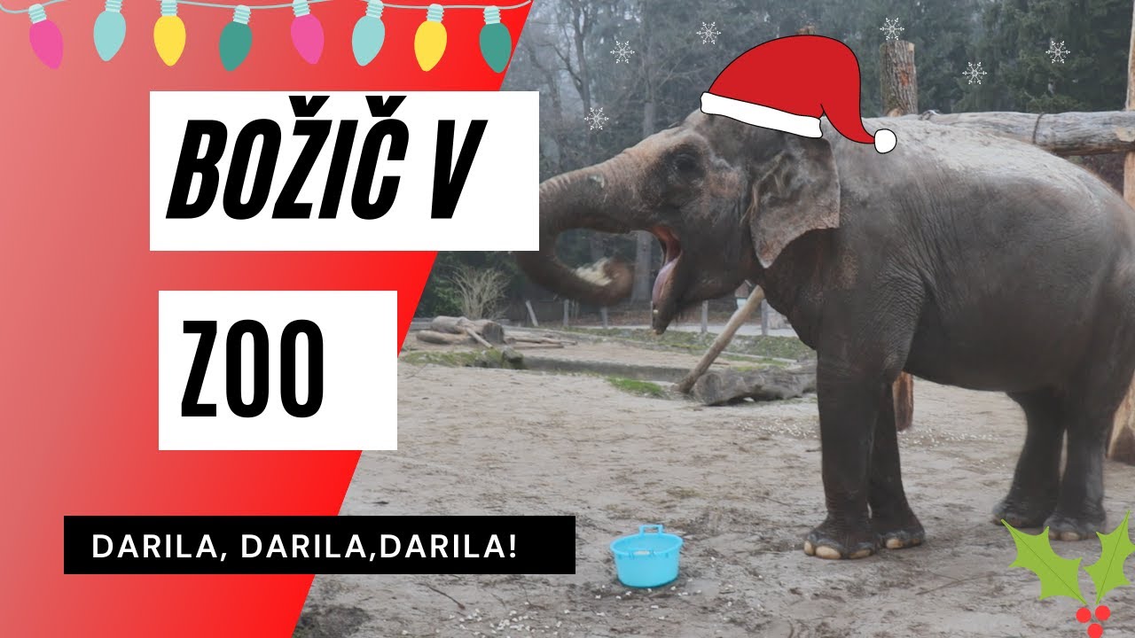 Božično obdarovanje v ZOO Ljubljana