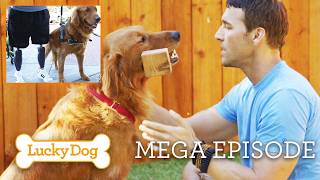 Rescued to Heroes: These Lucky Dog Stories Will Heal You! | Lucky Dog Full Episode Marathon