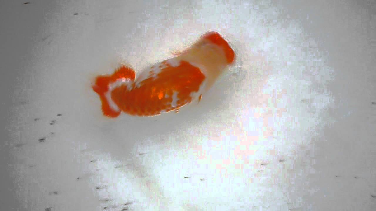 らんちゅう 鳥小屋魚人の独り言