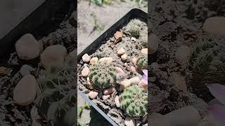 Echinocereus pulchellus