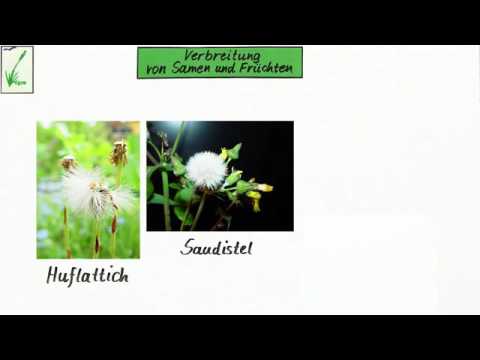 VERBREITUNG VON FRÜCHTEN UND SAMEN | Biologie | Biologie der Pflanzen und Pilze (Mittelstufe ...
