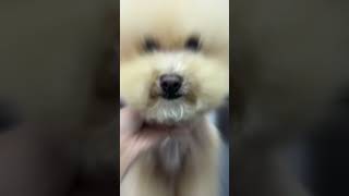 CAVAPOO PUPPY FULL FACELIFT  #dog #puppy #puppyface #cute
