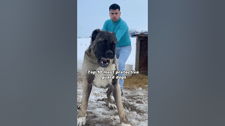 Top 10 most protective guard dogs