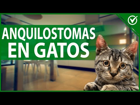 Video: Anquilostomas De Gato: Síntomas Y Tratamiento De Anquilostomas Para Gatos