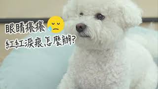 毛樂主意- PetO'cera好QQ植萃淚痕清潔液