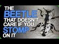 The Beetle That Doesn't Care If You Stomp On It (The Fact Fiend Mascot)